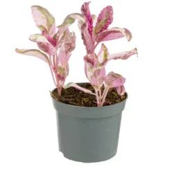 Plante verte. Le pot de ø 8,5 cm