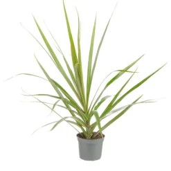 Plante verte. Le pot de ø 8,5 cm