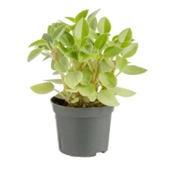 Plante verte. Le pot de ø 8,5 cm