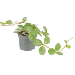 Plante verte. Le pot de ø 8,5 cm
