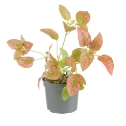 Plante verte. Le pot de ø 8,5 cm