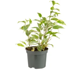 Plante verte. Le pot de ø 8,5 cm