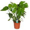 Plante verte Monstera Deliciosa - Le pot Ø 21 cm