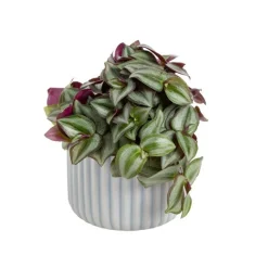 Plante verte ou fleurie cache-pot magnétique Ø 6 cm