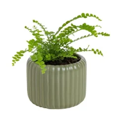 Plante verte ou fleurie cache-pot magnétique Ø 6 cm