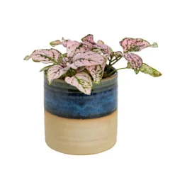 Plante verte ou fleurie cache-pot magnétique Ø 6 cm