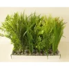 Plante verte pour aquarium coloris vert Labeo