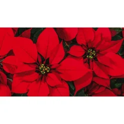 Poinsettia ou Etoile de Noël rouge avec son cache pot Ø 13 cm