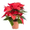 Poinsettia pailleté rouge en pot Ø 9 à 10,5 cm