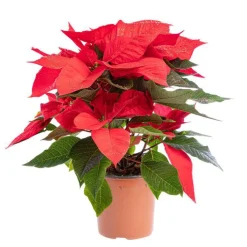 Poinsettia pailleté rouge en pot Ø 9 à 10,5 cm