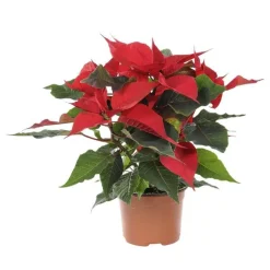Poinsettia pailleté rouge en pot Ø 9 à 10,5 cm
