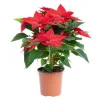 Poinsettia pailleté rouge en pot Ø 13 à 14 cm