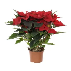 Poinsettia pailleté rouge en pot Ø 13 à 14 cm