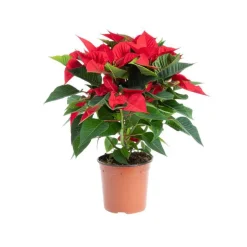 Poinsettia pailleté rouge en pot Ø 13 à 14 cm