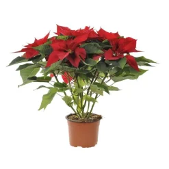 Poinsettia pailleté rouge en pot Ø 16 cm