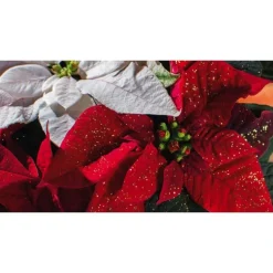 Poinsettia pailleté rouge en pot Ø 16 cm