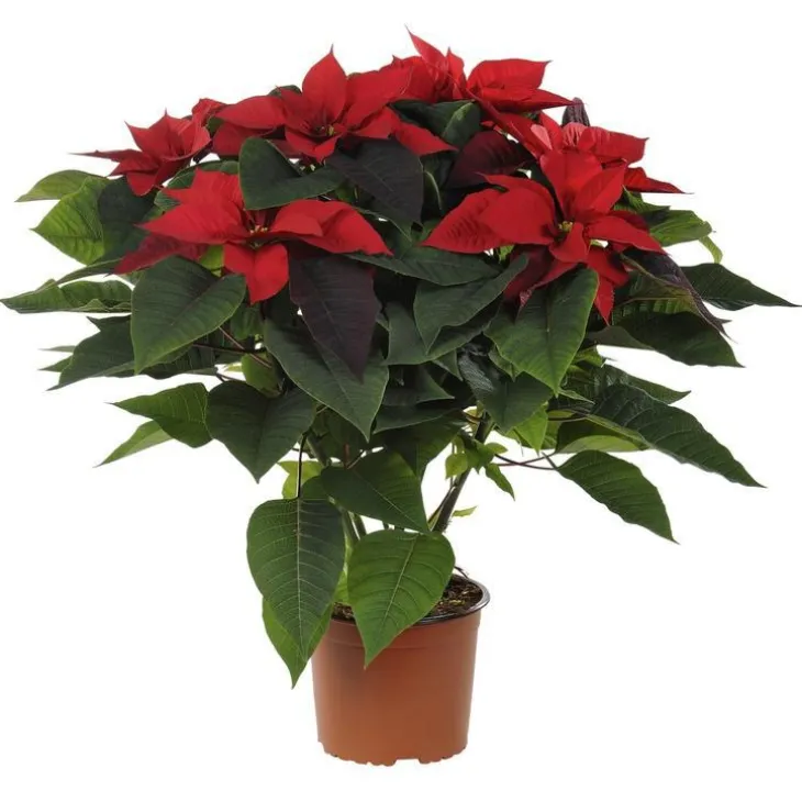 Poinsettia rouge en pot Ø 16 cm