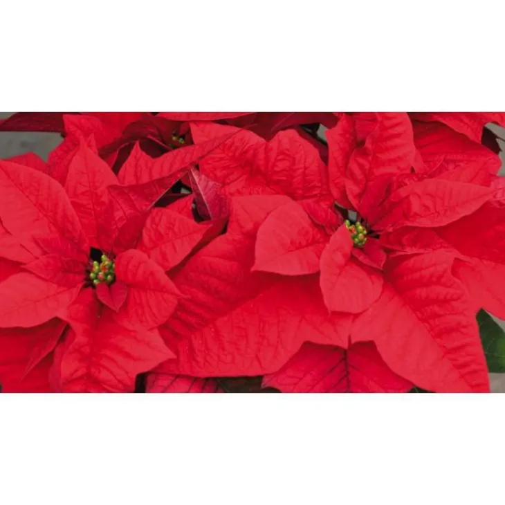 Poinsettia rouge en pot Ø 16 cm