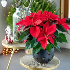 Poinsettia rouge en pot Ø 13 à 14 cm
