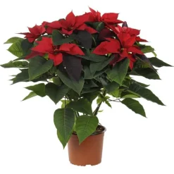 Poinsettia rouge en pot Ø 21 cm