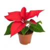 Poinsettia rouge en pot Ø 6 cm