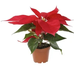 Poinsettia rouge en pot Ø 6 cm
