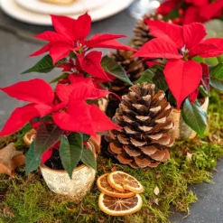 Poinsettia rouge en pot Ø 6 cm