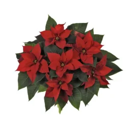 Poinsettia rouge la coupe Ø 27 cm
