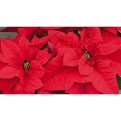 Poinsettia rouge la coupe Ø 27 cm