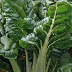 Poirée Verte Bérac Bio. La barquette de 3 plants