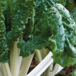 Poiree Verte Berac Bio. La barquette de 3 plants