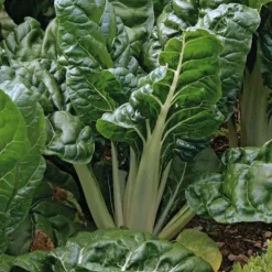 Poiree Verte Berac Bio. Le pot de 10,5 cm