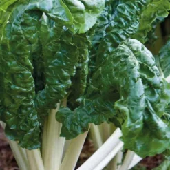 Poiree Verte Berac Bio. Le pot de 10,5 cm