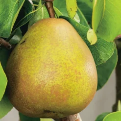 Poirier Beurré Hardy Bio. Le pot de 15 litres