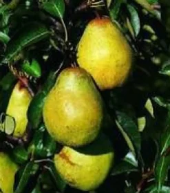 Poirier Beurre Hardy. En racine nue, forme palmette U double