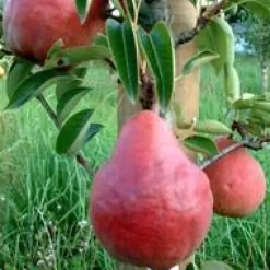 Poirier Beurre Hardy. En racine nue, forme gobelet