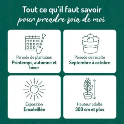 Poirier Beurre Hardy. Le pot de 12 litres, forme gobelet