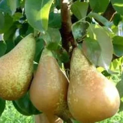 Poirier Beurre Hardy. Le pot de 12 litres, forme gobelet