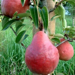 Poirier Beurre Hardy. Le pot de 20 litres, forme palmette U double