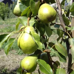Poirier Beurre Hardy. Le pot de 15 litres, forme 1/2 tige