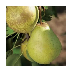 Poirier Bon Chretien Williams Lr. Le pot de 15 litres