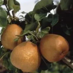 Poirier Conference. En racine nue, forme gobelet