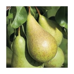 Poirier Conference. Le pot de 12 litres, forme gobelet