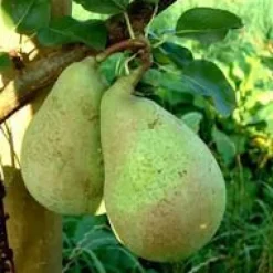 Poirier Conference. Le pot de 20 litres, forme palmette U double