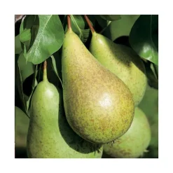 Poirier Conference Lr. Le pot de 15 litres