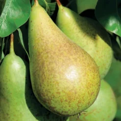 Poirier Conference Lr. Le pot de 12 litres