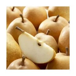 Poirier Delbard D'Automne ® Delsanne. Le pot de 12 litres, forme gobelet