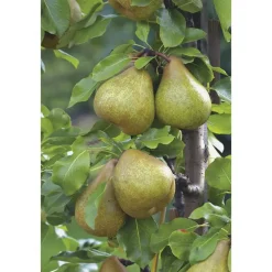 Poirier Delbard Gourmande ® Delsavor Bio. Le pot de 12 litres forme gobelet