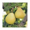 Poirier Delbardelice ® Delété. Le pot de 15 litres, forme 1/2 tige