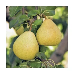 Poirier Delbardelice ® Delété. Le pot de 15 litres, forme 1/2 tige